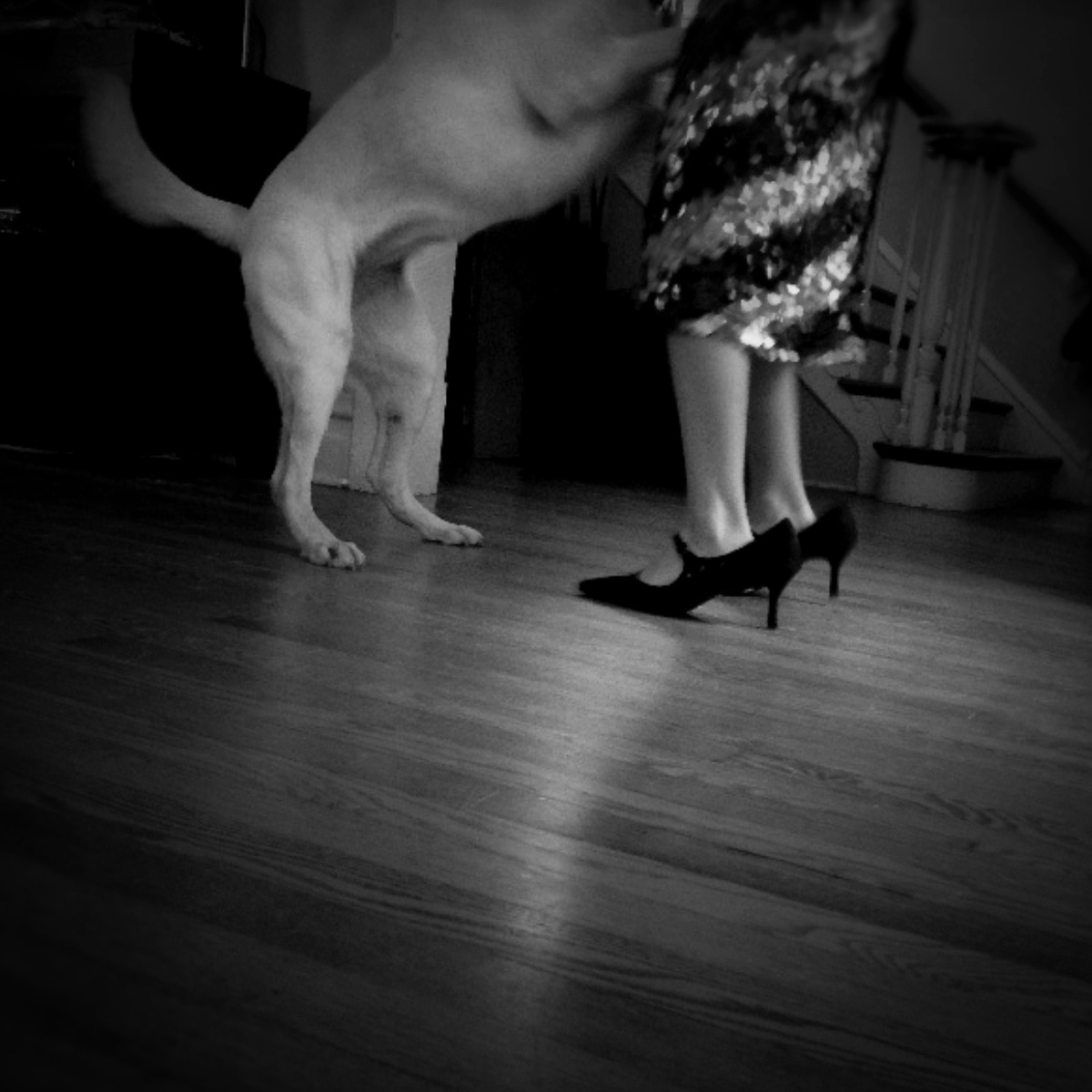 doggiedance_website.jpg