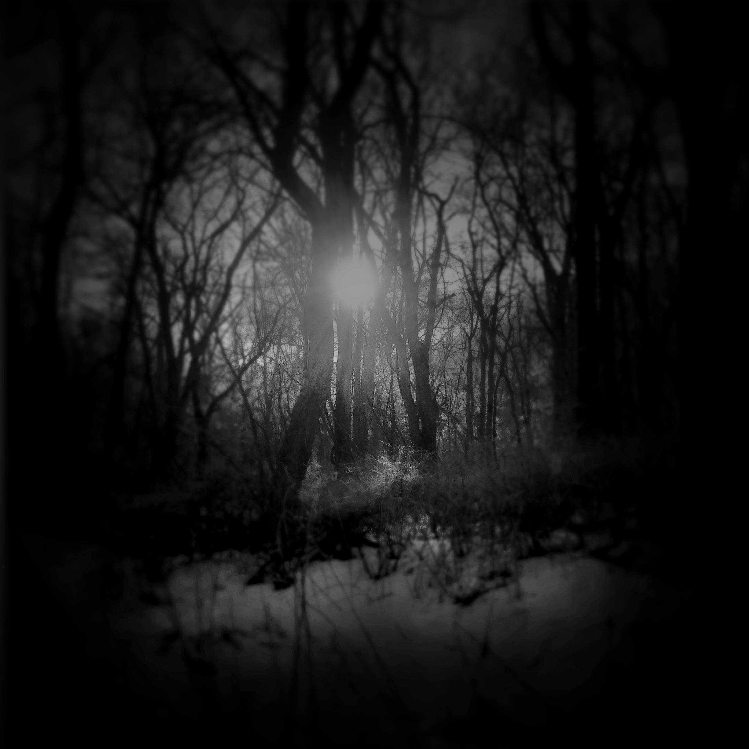 intothewoods