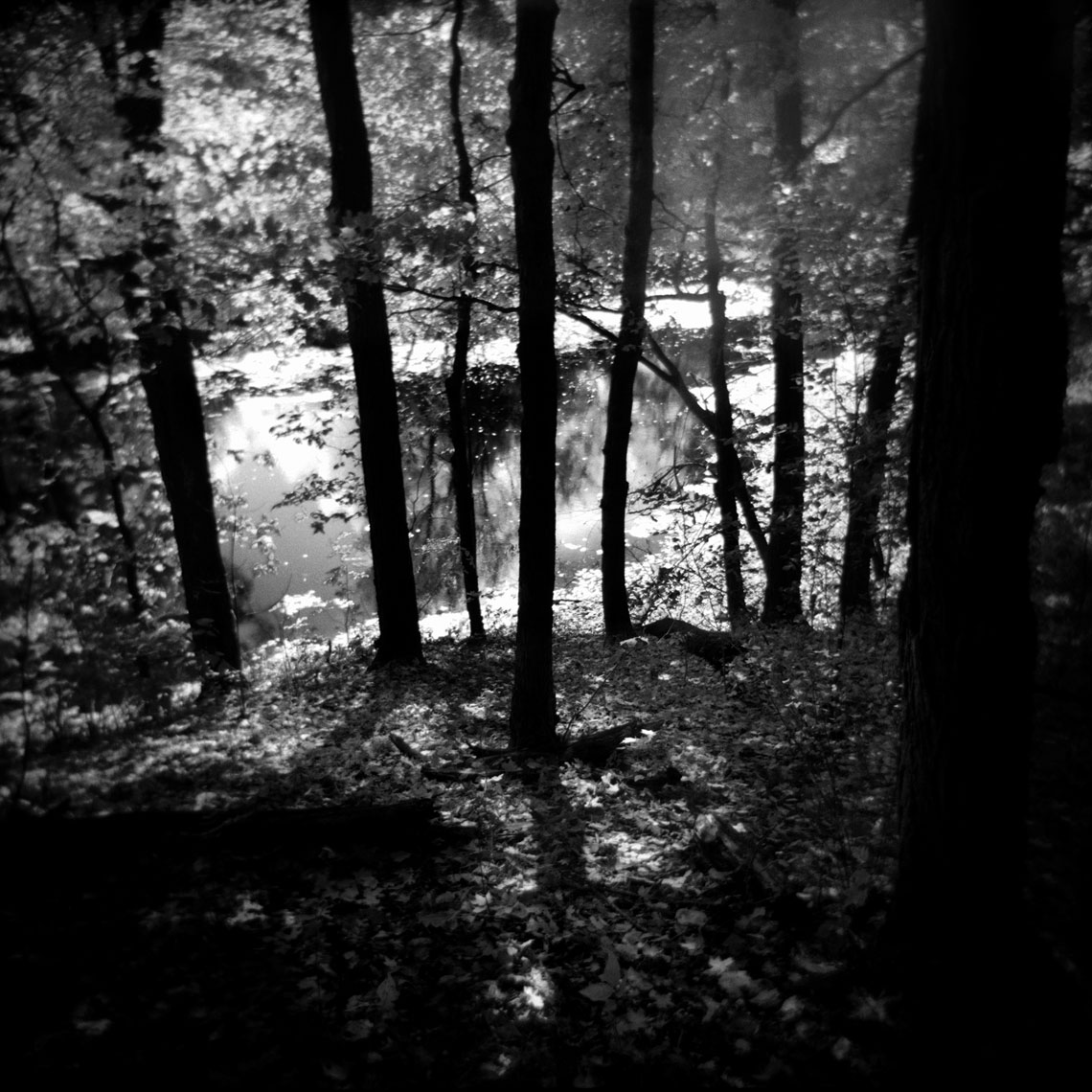 treegrove.jpg